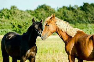 Horses and donkeys in the farm photo