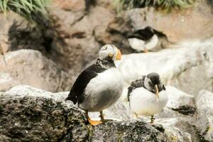 Puffin bird in the zoo photo