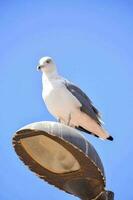 Seagull bird close-up photo