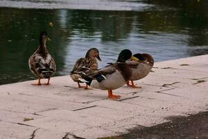 patos reunión al aire libre foto