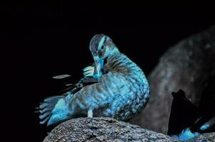 Beautiful blue bird photo