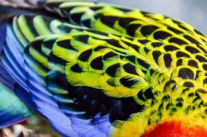 Beautiful colorful bird close-up photo