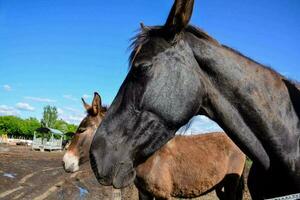 Horses and donkeys in the farm photo