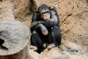 Sad monkey in the zoo photo