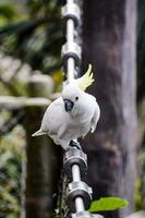 Beautiful colorful bird close-up photo