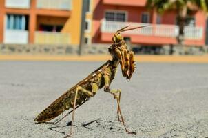 Praying mantis close-up photo