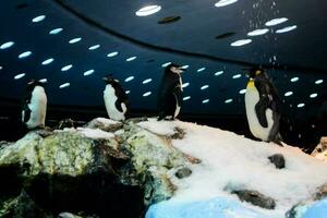 pingüinos en acuario foto