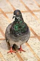 Pigeon bird close-up photo