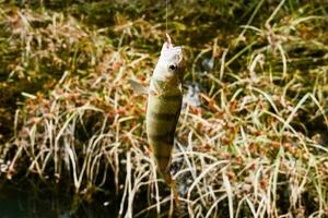 Small fish caught on the hook photo