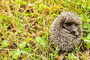 Cute little hedgehog photo