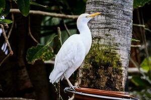 Majestic white bird photo