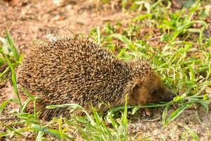 Cute little hedgehog photo