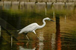 Majestic white bird photo