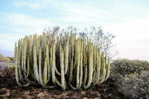 Scenic desert detail photo