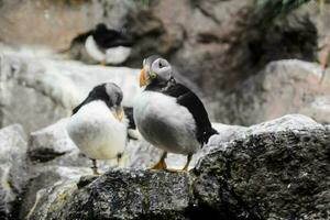 Puffin in the zoo photo