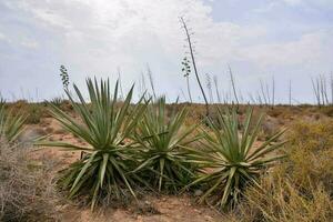 Scenic view of the desert photo