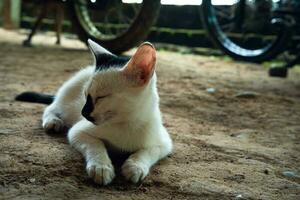 linda Doméstico gatito relajante en el suelo foto