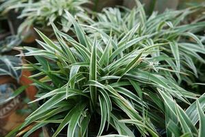 Parisian lily leaf decorative plants or Chlorophytum comosum are suitable for natural backgrounds photo