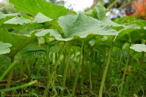 low angle of honey gourd plant photo