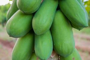 verde papaya Fruta colgando en el árbol con difuminar antecedentes foto