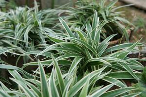 Parisian lily leaf decorative plants or Chlorophytum comosum are suitable for natural backgrounds photo