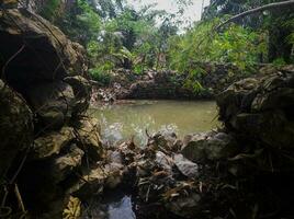 A lush rainforest, full of trees and rocks, winding rivers and streams providing a tranquil backdrop. Nature at its most beautiful photo