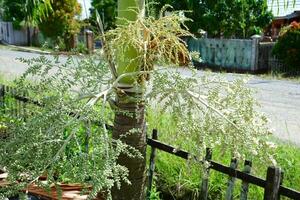 dypsis decaryi plant in the yard during the day photo