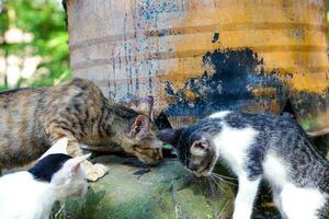 some domestic kittens are playing together photo