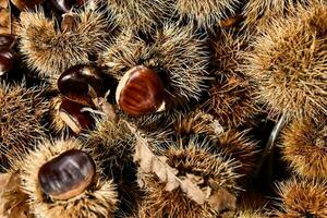 Dried flowers close-up photo