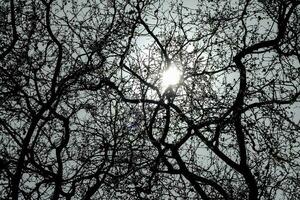 Tree branches view photo