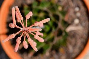 Beautiful flowers close-up photo