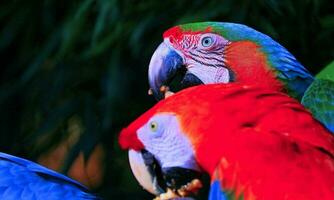 Free photo closeup of a scarlet macaw from side view scarlet macaw closeup head