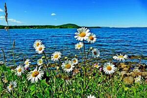 Beautiful flowers close-up photo