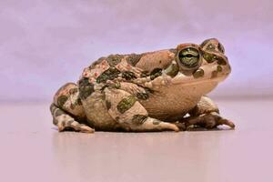 Isolated green frog photo