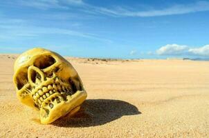 Skull on the sand photo