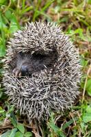 Cute hedgehog close-up photo