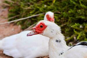 Wild ducks close-up photo