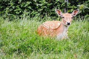 Deer laying down photo