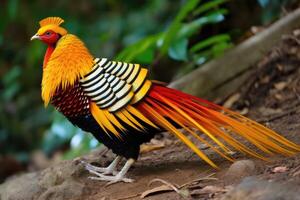 ai generado el dorado Faisán. un real pájaro de brillante colores y intrigante comportamiento. foto