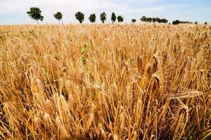 Dry wheat field view photo