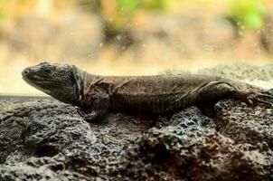 Lizard reptile close-up photo