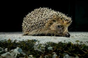 Cute hedgehog close-up photo