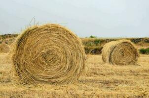 Hay bale on the farm photo