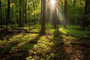 Sun peeks through the leaves, casting rays of light onto the forest floor. photo