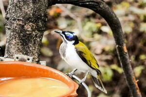 Beautiful tropical bird photo