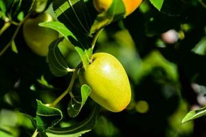 Zizyphus jujuba Fruit photo