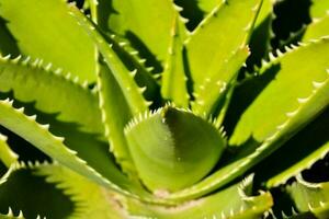 Aloe plant close-up photo