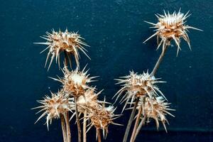 Dried flowers close-up photo