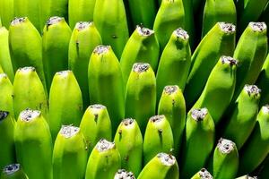 verde plátano textura antecedentes foto