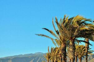 View with palm trees photo